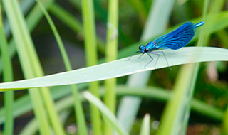 Libelle in Burg